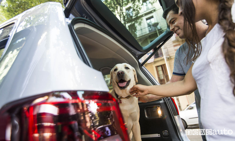 Come trasportare il cane in auto, accorgimenti da adottare