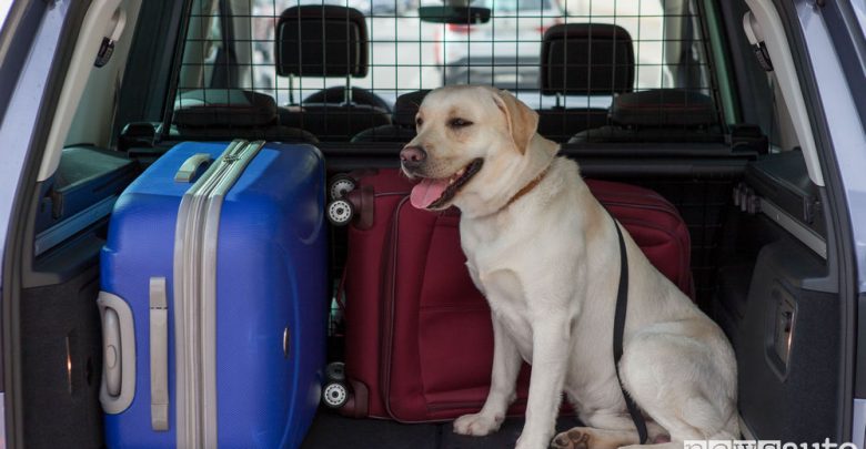 Come viaggiare in auto con il cane nel bagagliaio