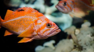 Pesce d'aprile