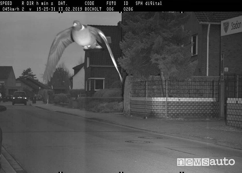 Foto autovelox per superamento limite di velocità. Un piccione fa scattare l’autovelox in Germania, volando a 45 km/h in un tratto di strada dove il limite era di 30 km/h