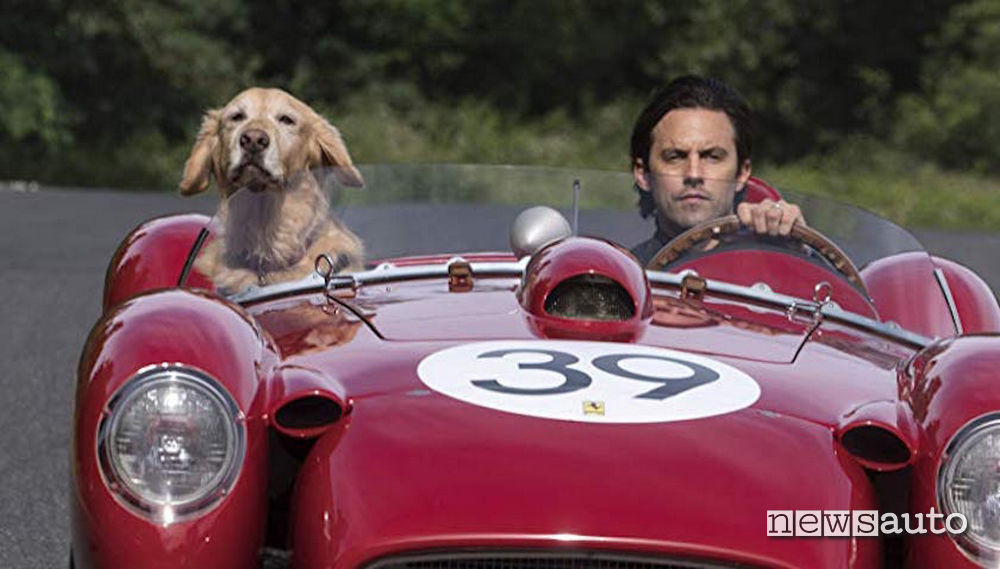 cane in auto su Ferrari 250 testarossa the art of racing in the rain