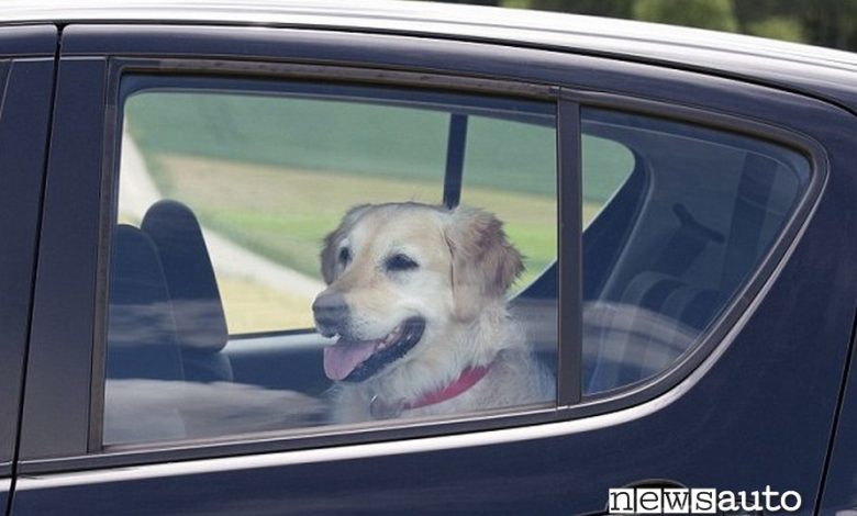 lasciare cane in auto caldo