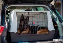 lasciare cane in auto pastore tedesco