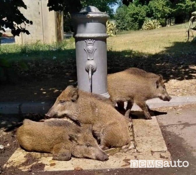 Cinghiali a Roma che cercano refrigerio nelle "nasone"