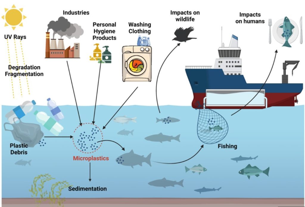 Il ciclo delle microplastiche in mare