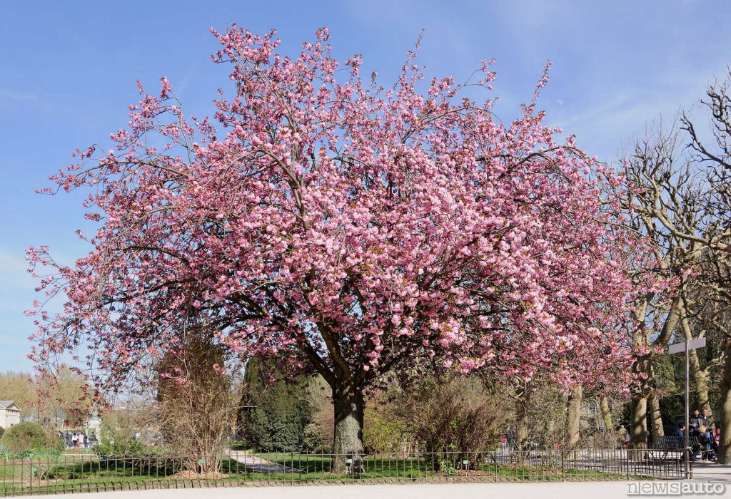 La pianta del ciliegio giapponese Sakura 