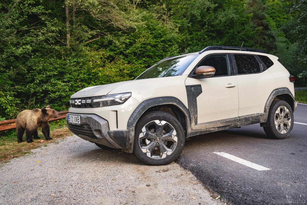 Dacia Duster con l'orso
