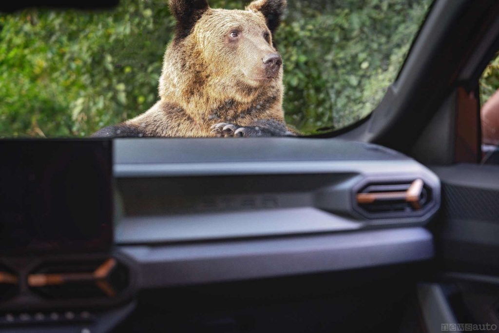 L'orso visto dall'abitacolo della Dacia Duster