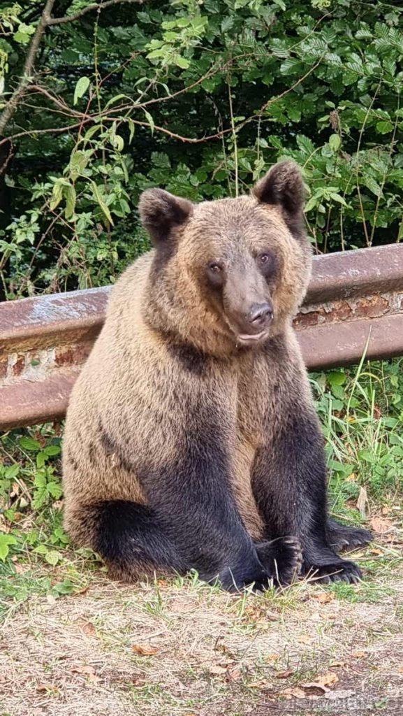 incontro con l'orso bruno