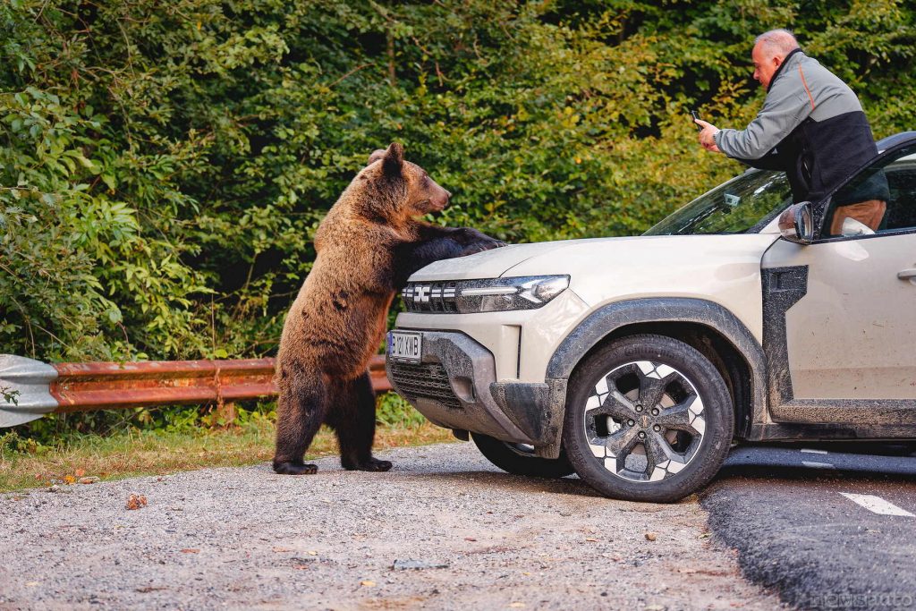 Orso bruno in piedi sulla Dacia Duster 