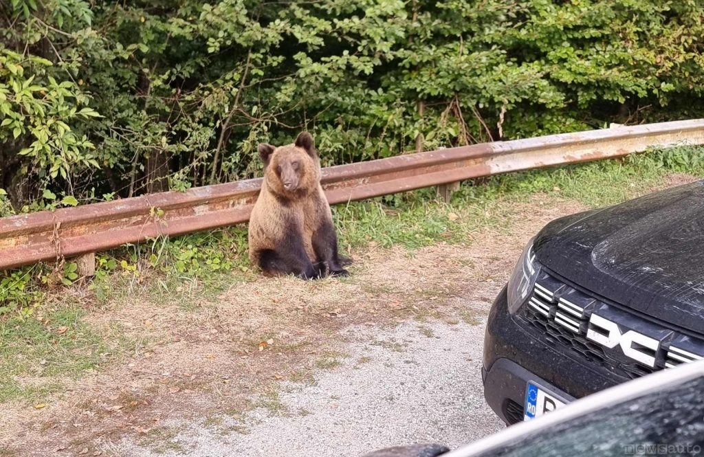 L'incontro con l'orso avvenuto a bordo strada