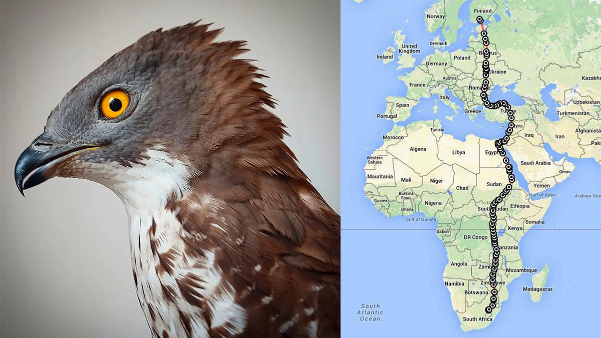Falco pecchiaiolo migrazione
