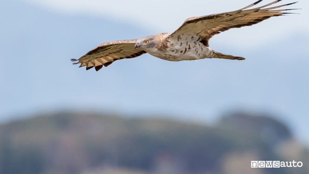 Falco pecchiaiolo migrazione