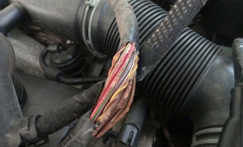 Cavi di un impianto elettrico di un'auto rosicchiati dai topi